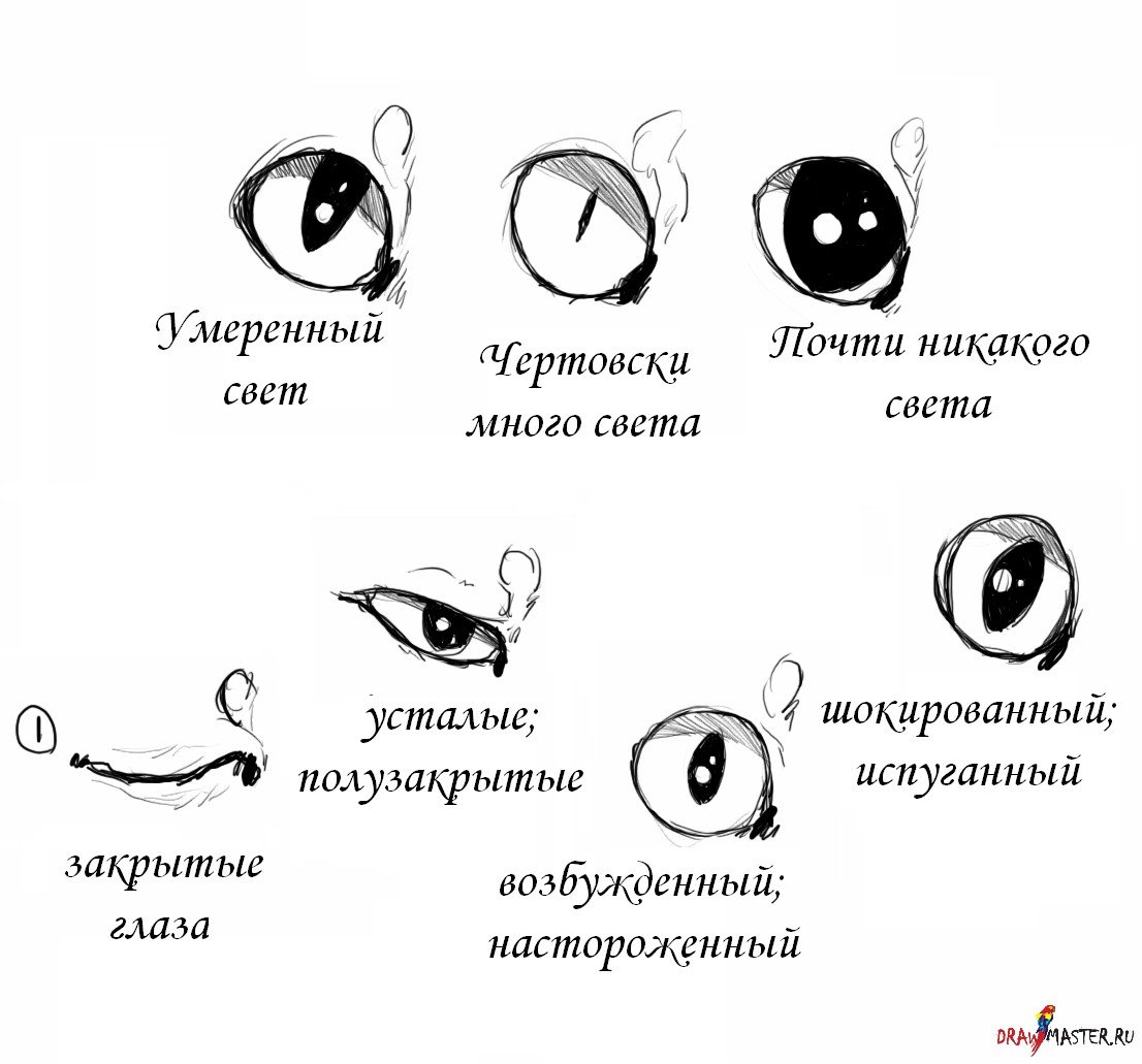 Анатомия кошачьих глаз для рисования