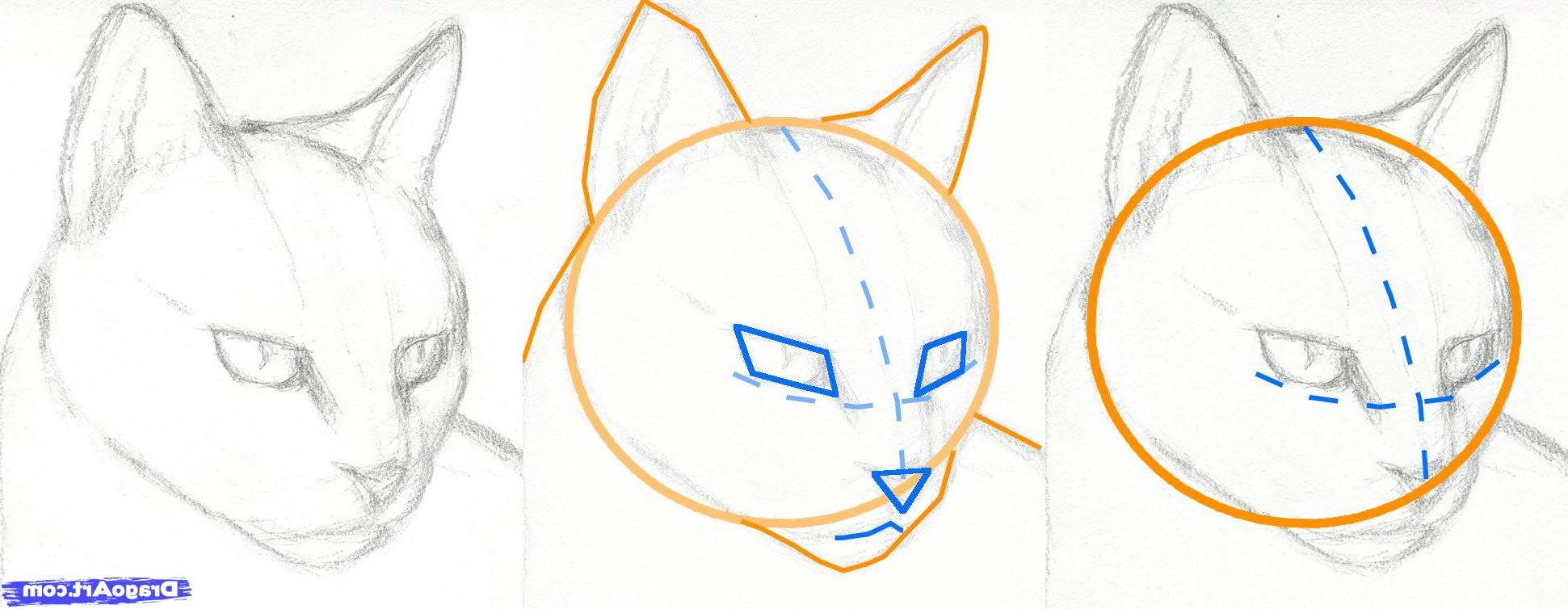 Поэтапное рисование реалистичной кошки