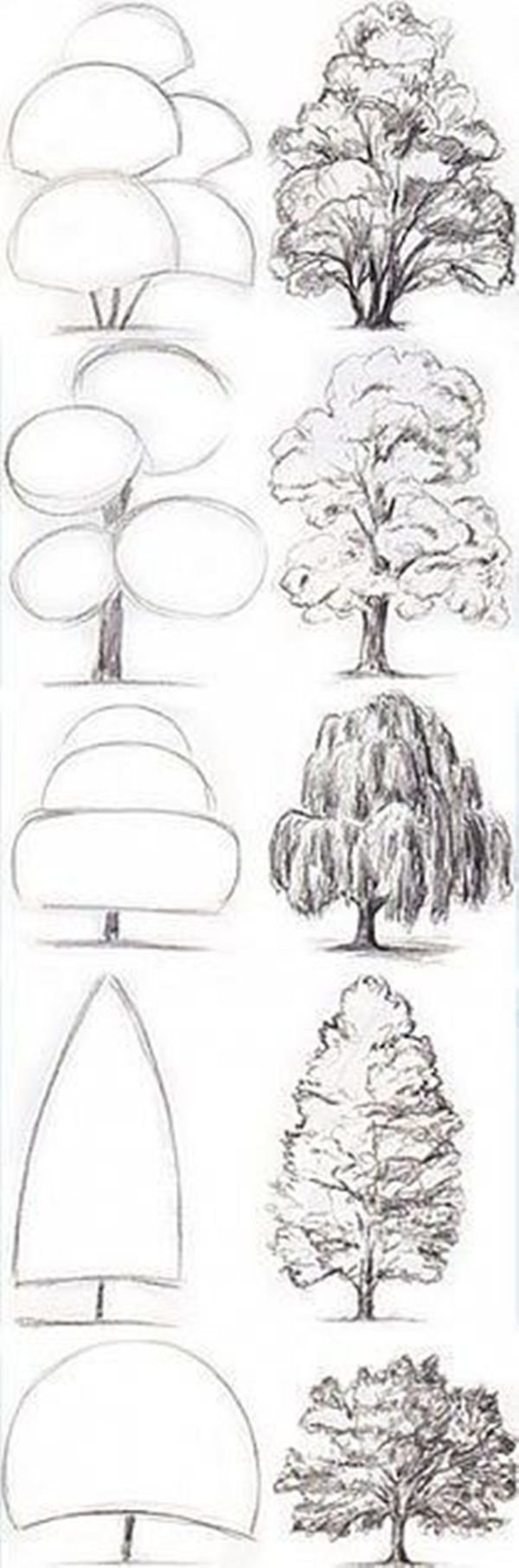 Деревья рисунок карандашом для начинающих