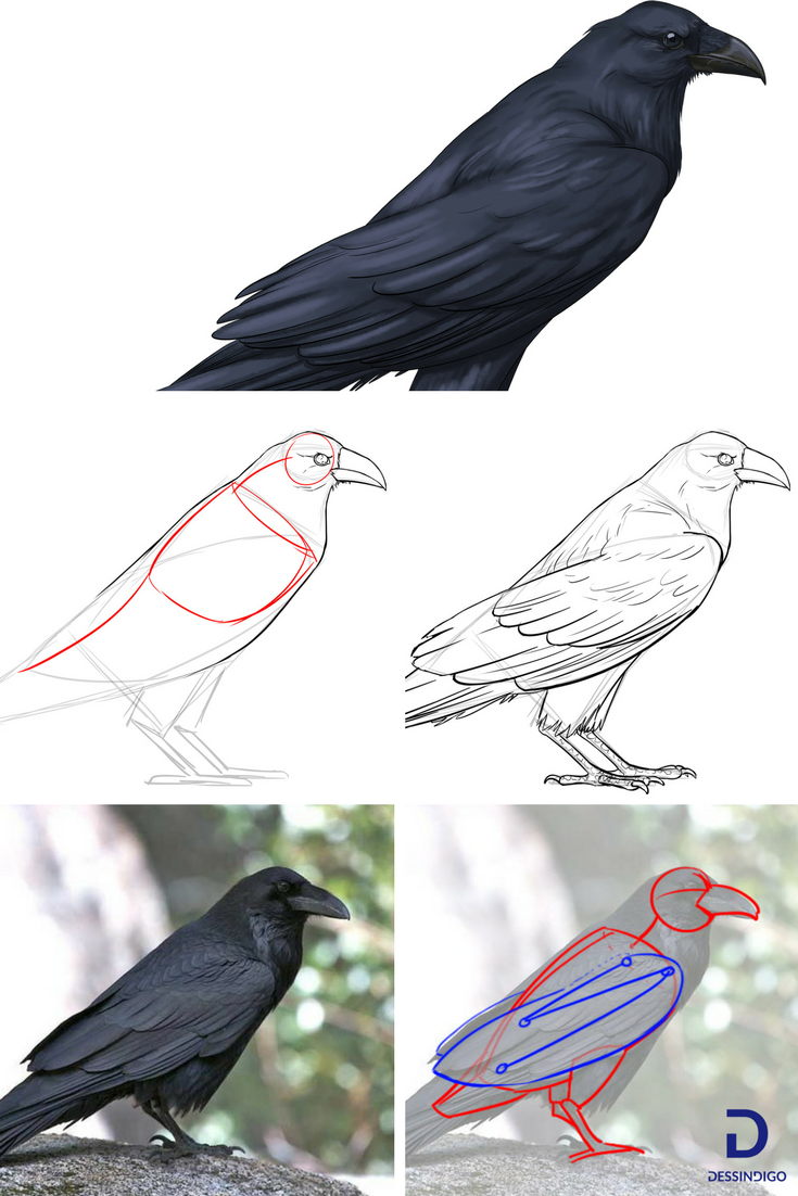 Птица рисунок. Рисование ворона. Поэтапное рисование ворона. Поэтапное рисование Грача для детей. Как нарисовать грача для детей