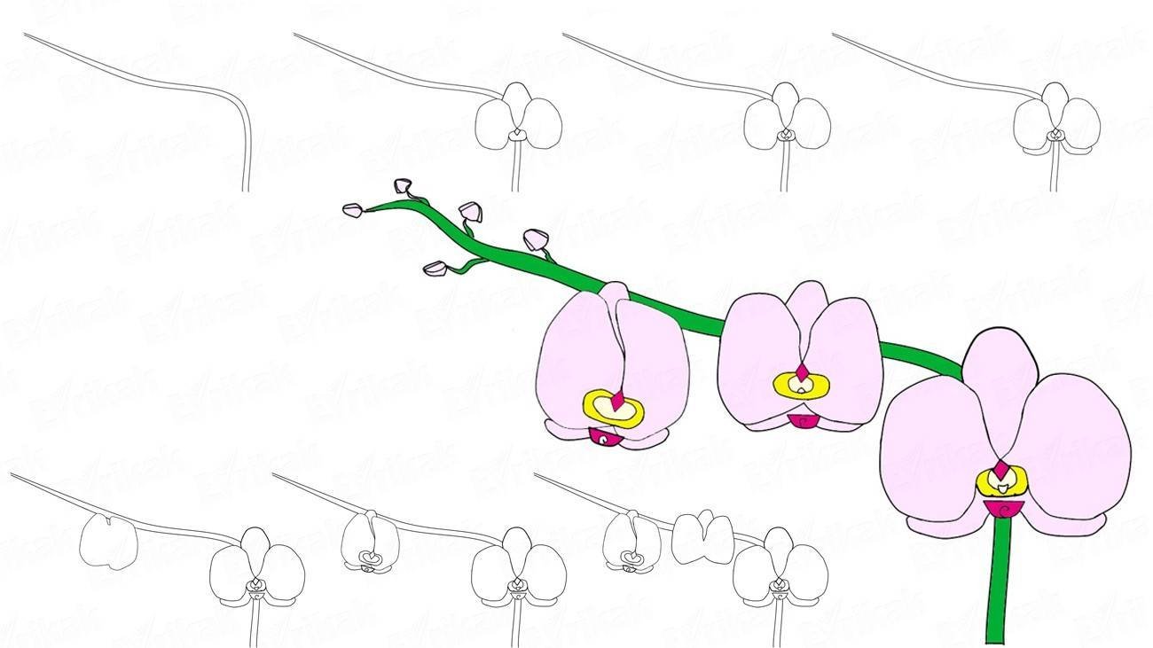 Орхидея детский рисунок