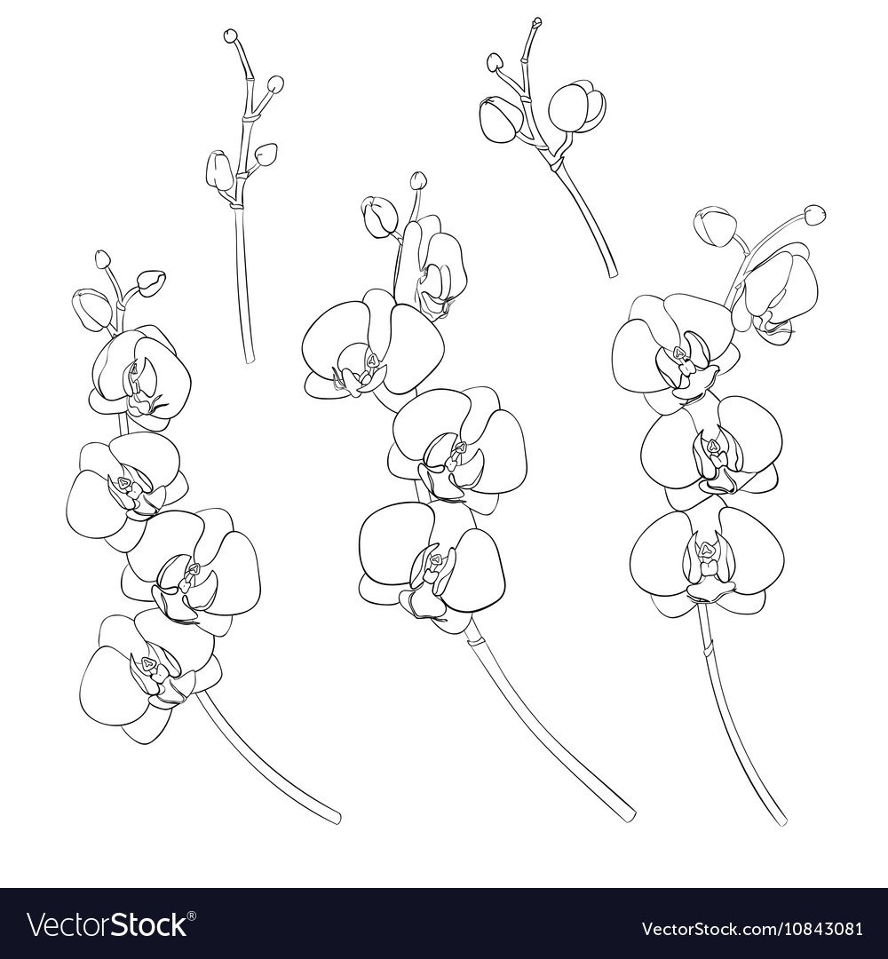 Орхидея ветка для срисовки