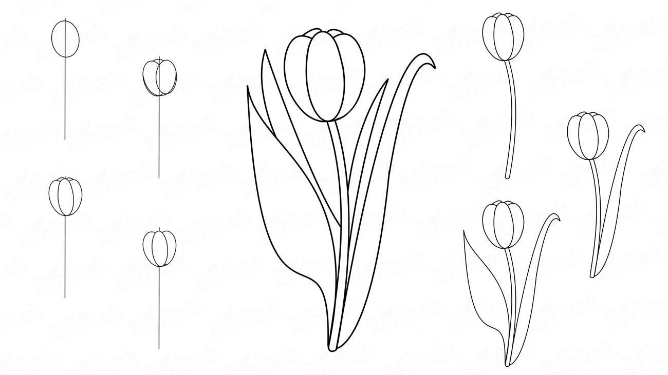 Пошаговое рисование тюльпанов