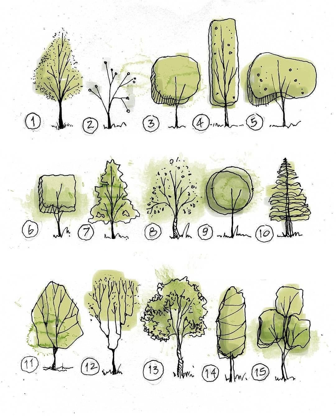 Рисование деревьев и кустарников