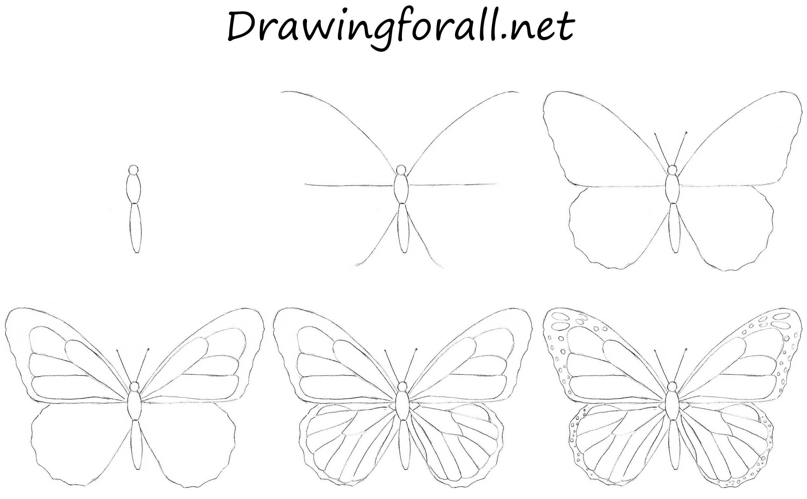 Бабочка поэтапное рисование карандашом