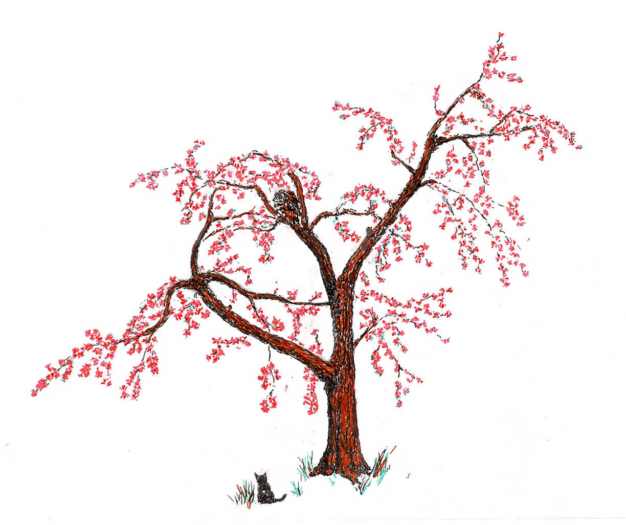 Дерево Сакура карандашом. Sakura narisowat. Поэтапное рисование дерева Сакура. Сакура дерево рисунок карандашом.