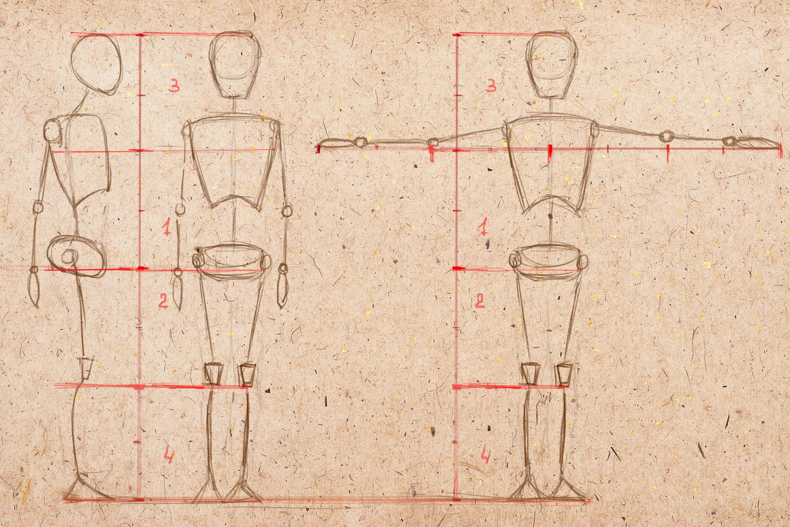 Анатомия человека рисование пропорции тела