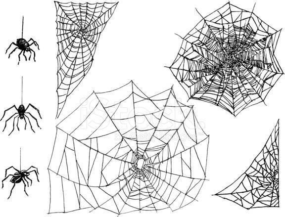 Паук сплел паутину как показано на рисунке. Паутина. Поэтапное рисование паутинки. Паутина чертеж. Этапы плетения паутины.