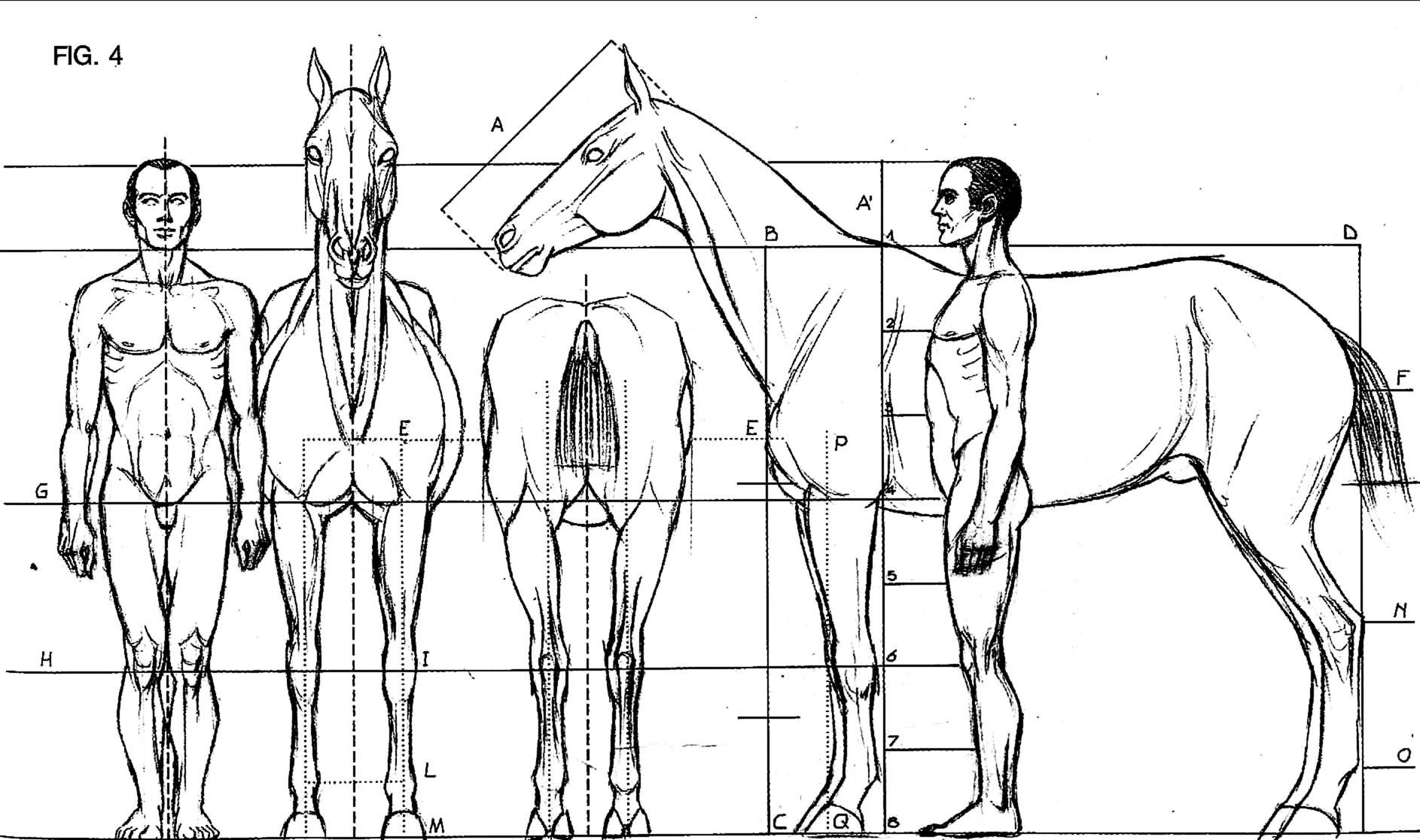 Анатомия лошади для художников пропорции