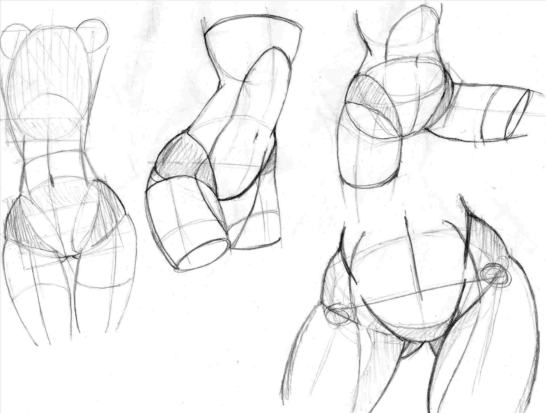 Анатомия тела для рисования