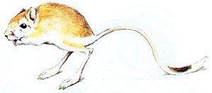 Поэтапное рисование тушканчика