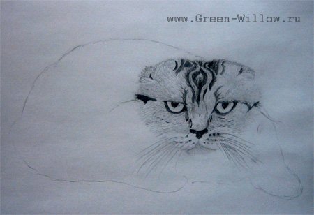 Рисунок вислоухой кошки 1 класс