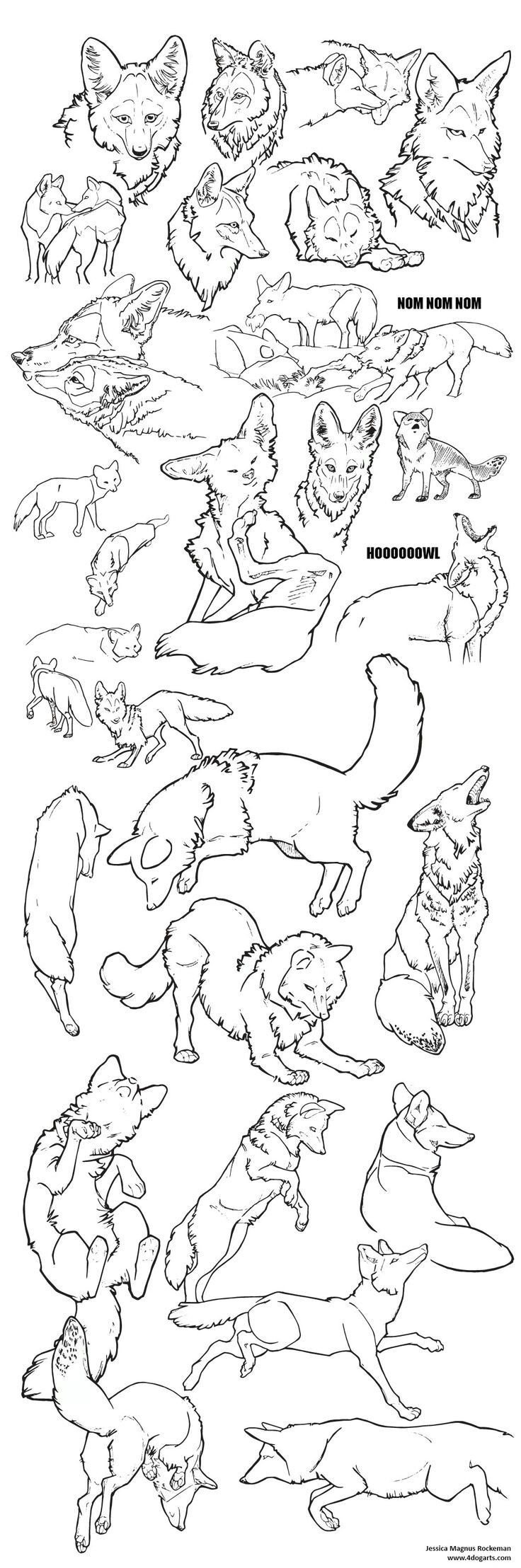 Анатомия койота для рисования