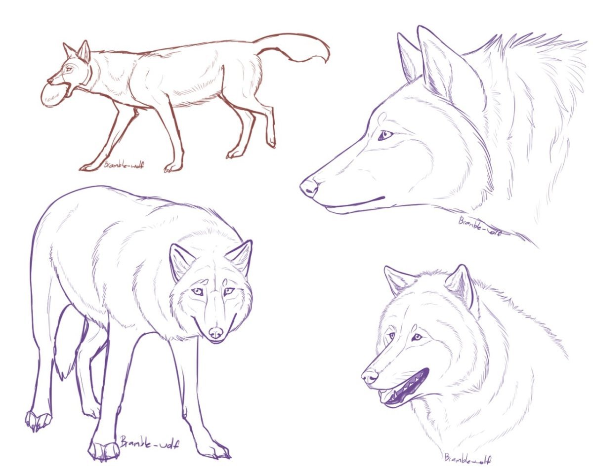 Анатомия волчонка для рисования