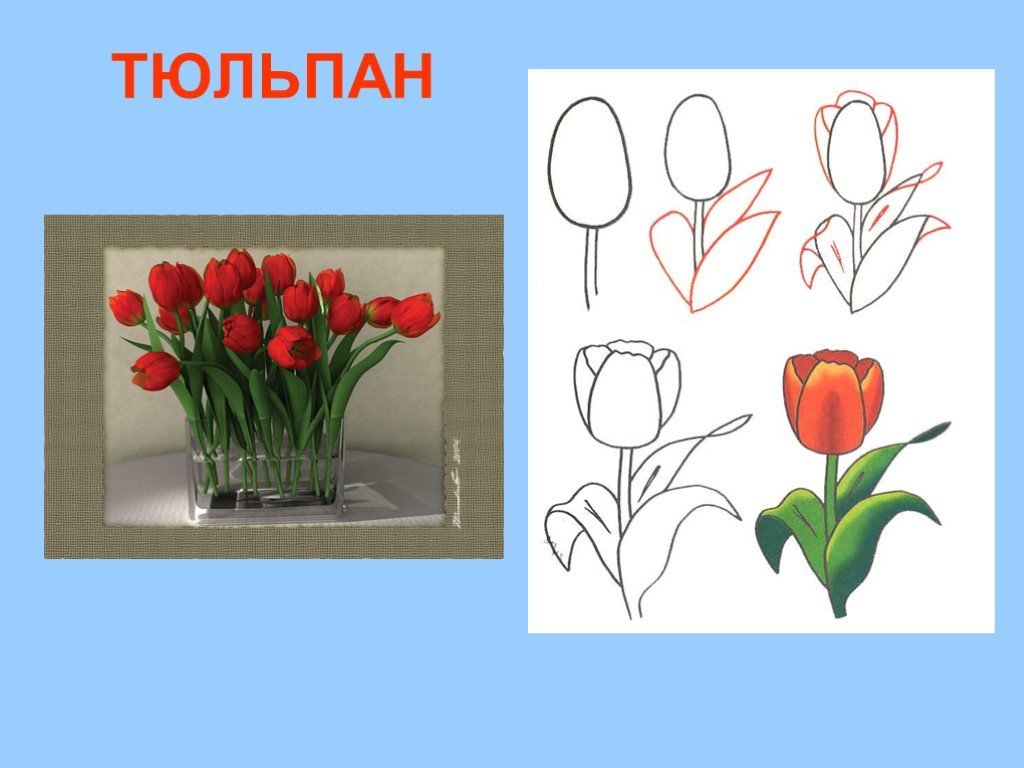 Разработка урока по изо. Рисование цветов. Цветы для рисования. Цветы 2 класс изо. Рисование тюльпаны в старшей группе.