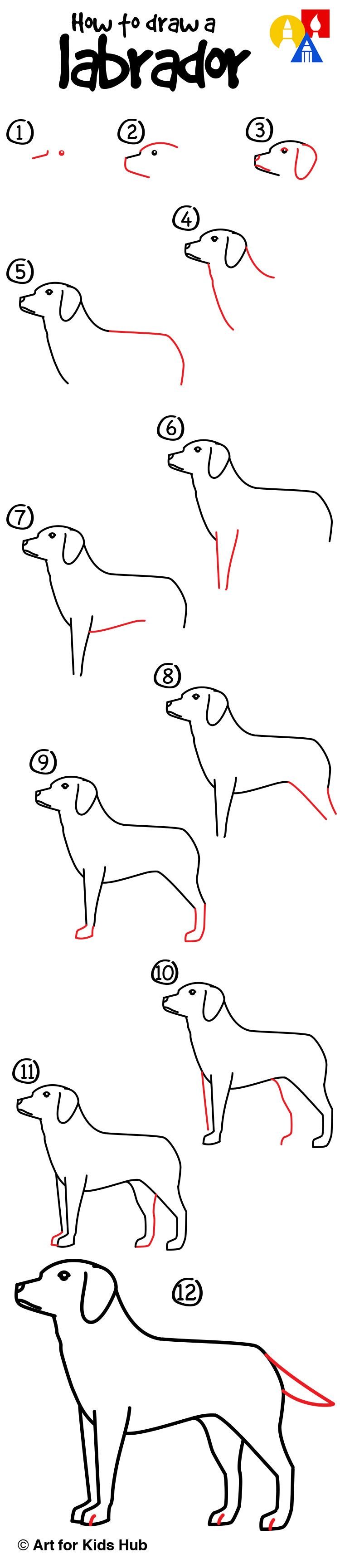 Поэтапное рисование собаки лабрадор