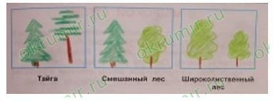 Рисунок тайги 4 класс окружающий мир