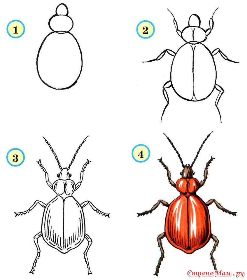 Поэтапное рисование насекомых для дошкольников
