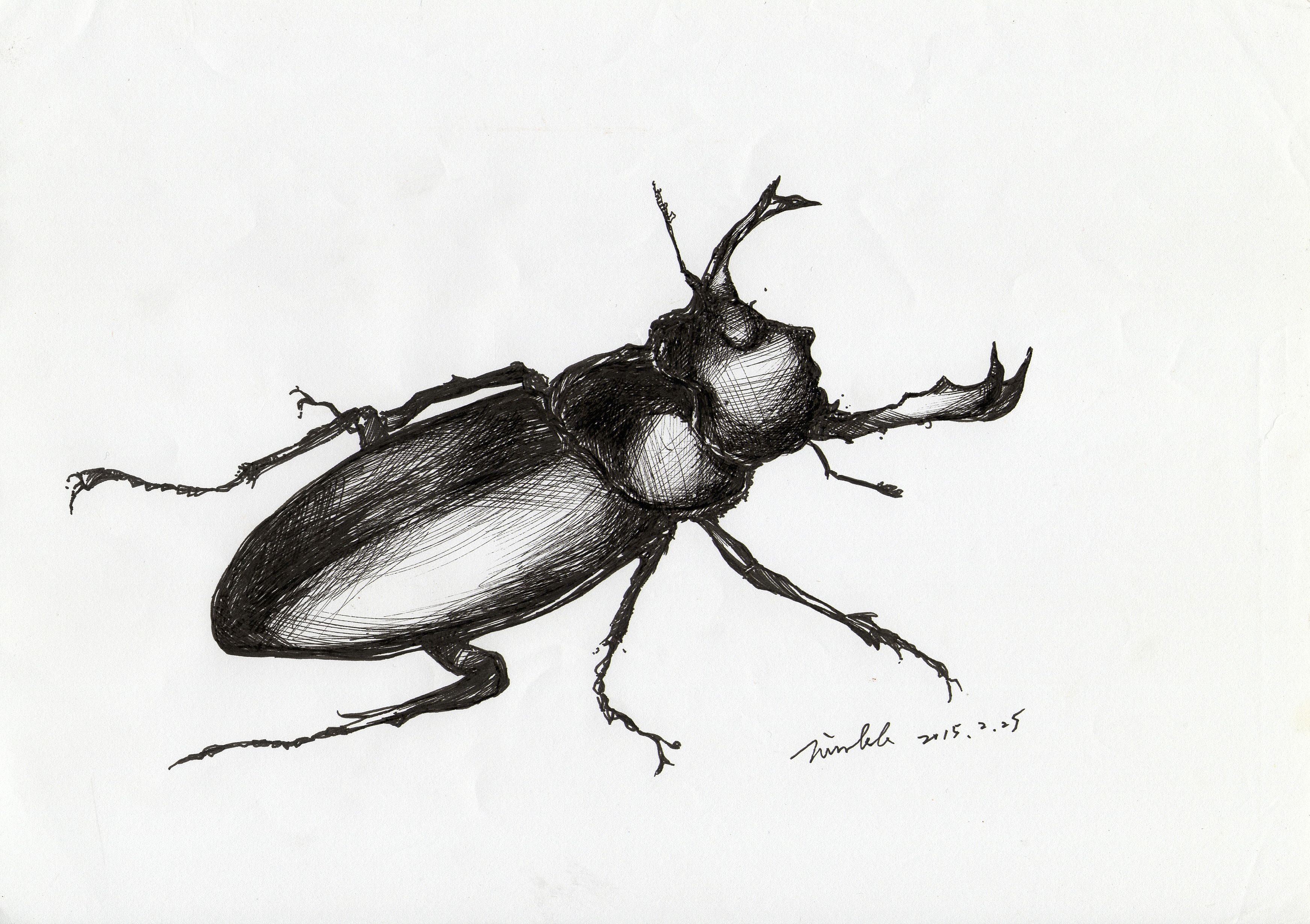 Ground Beetles раскраска