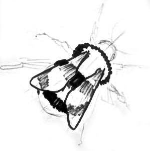 Шмель раскраска для детей