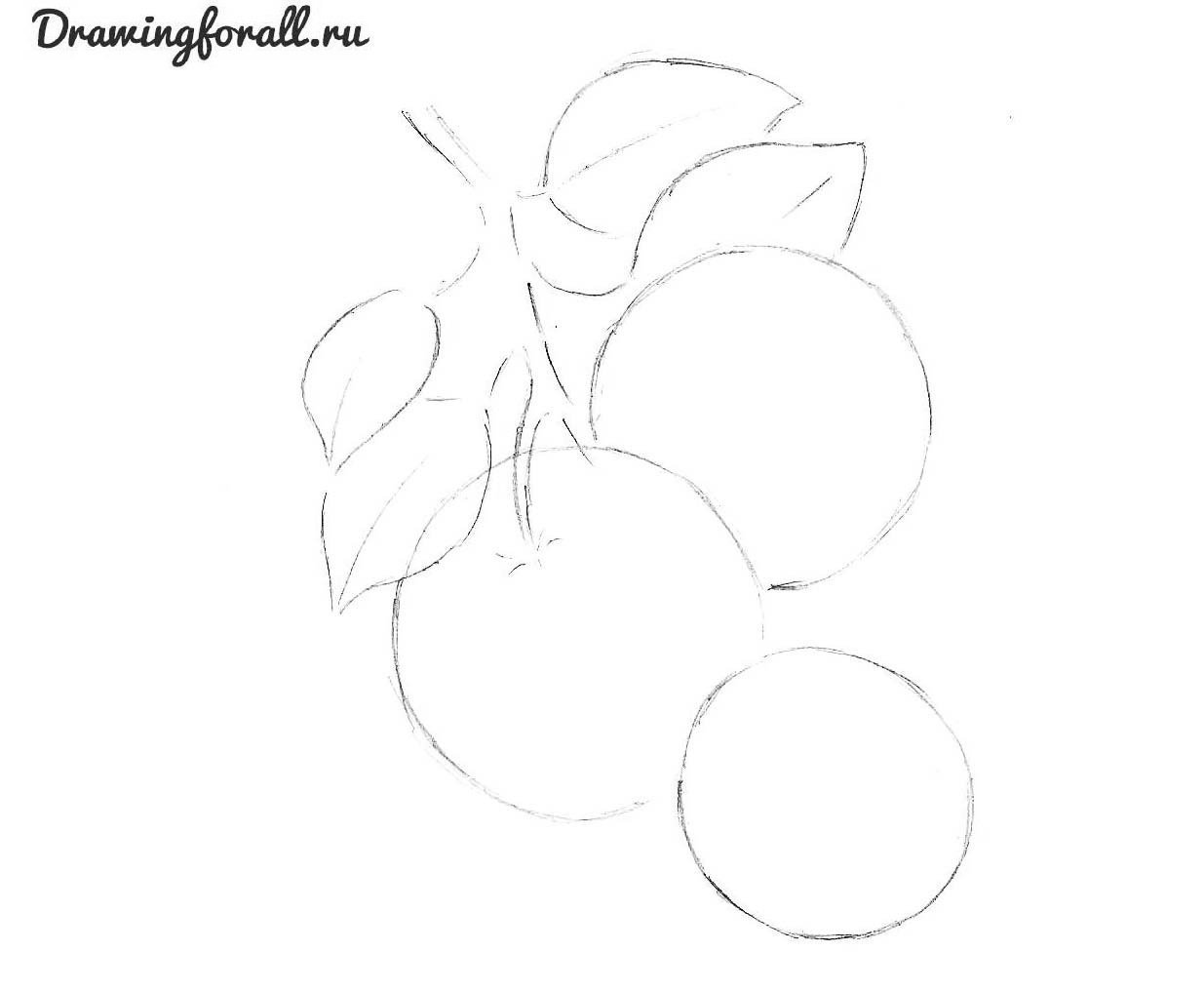 Яблоко на ветке рисунок карандашом