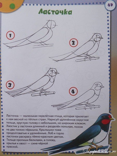 Нарисовать перелетную птицу ребенку