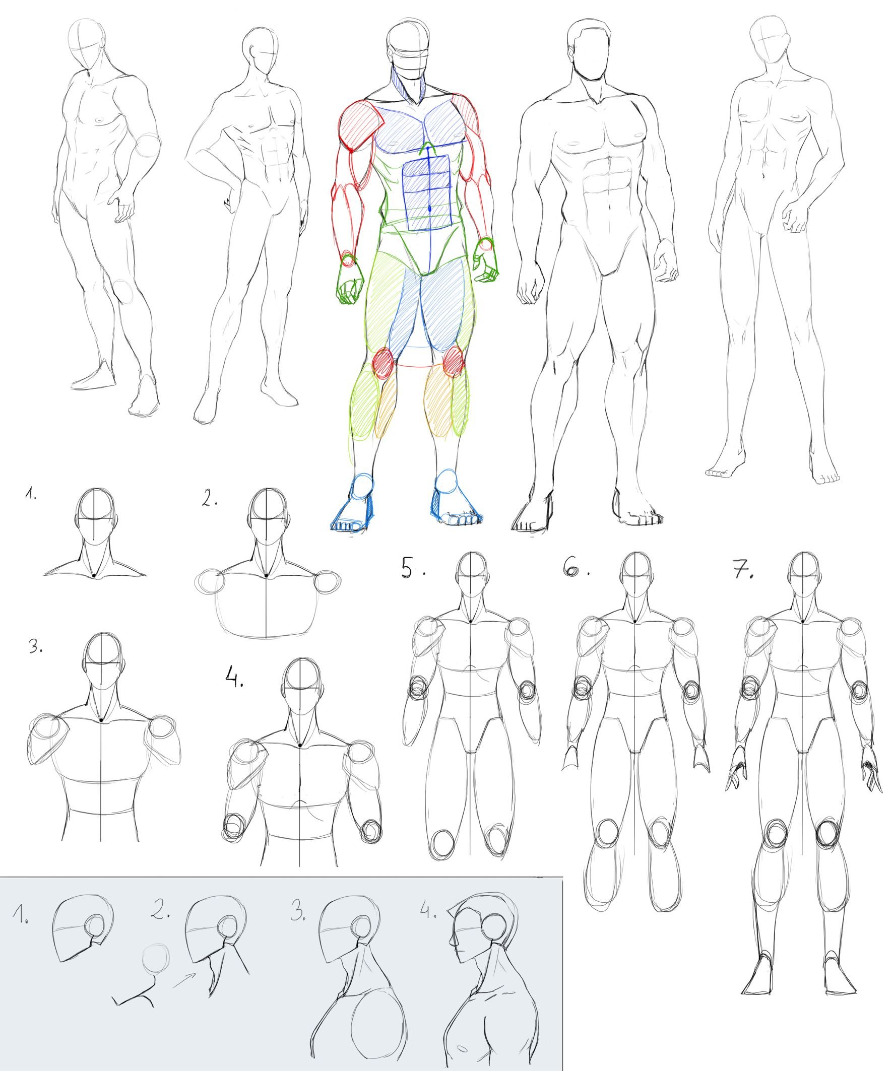 Анатомия тела человека для рисования