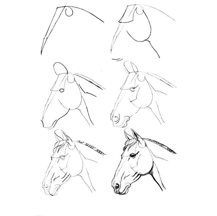 Рисуем лошадь поэтапно. Поэтапное рисование лошади. Лошадь рисунок карандашом. Схема головы лошади. Голова лошади рисунок карандашом.