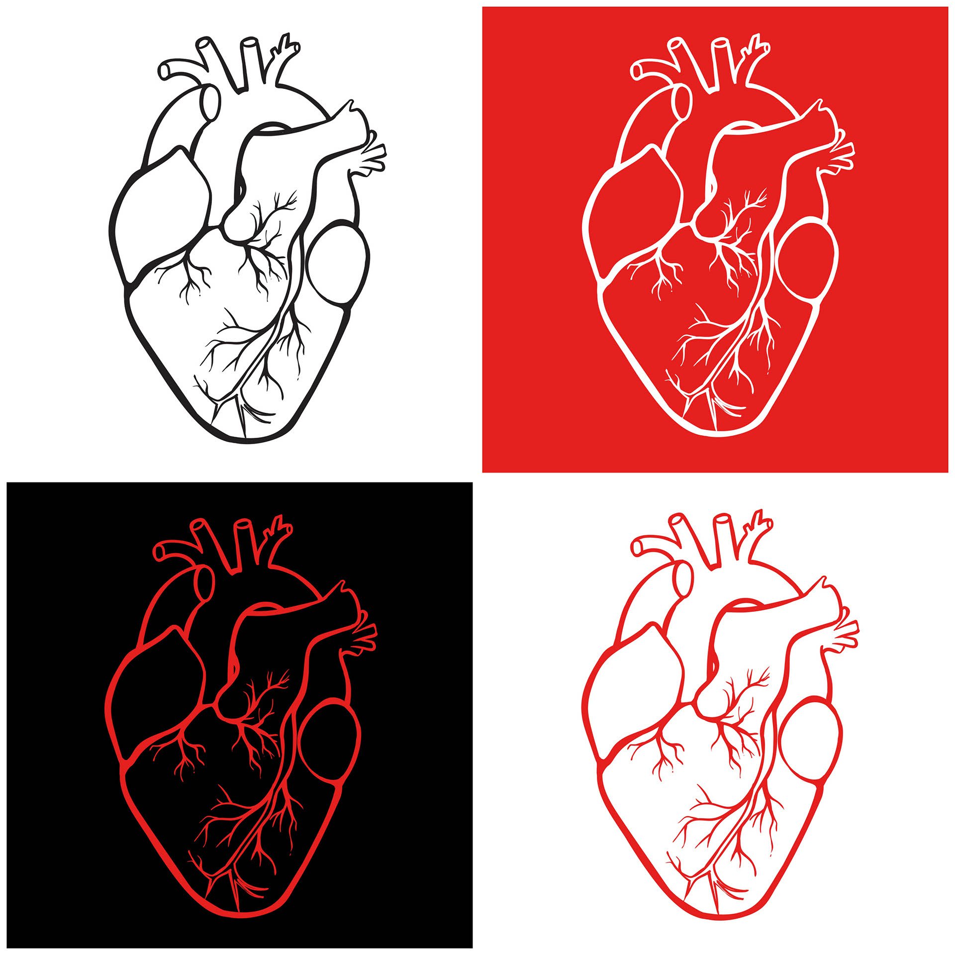 Очертания анатомического сердца