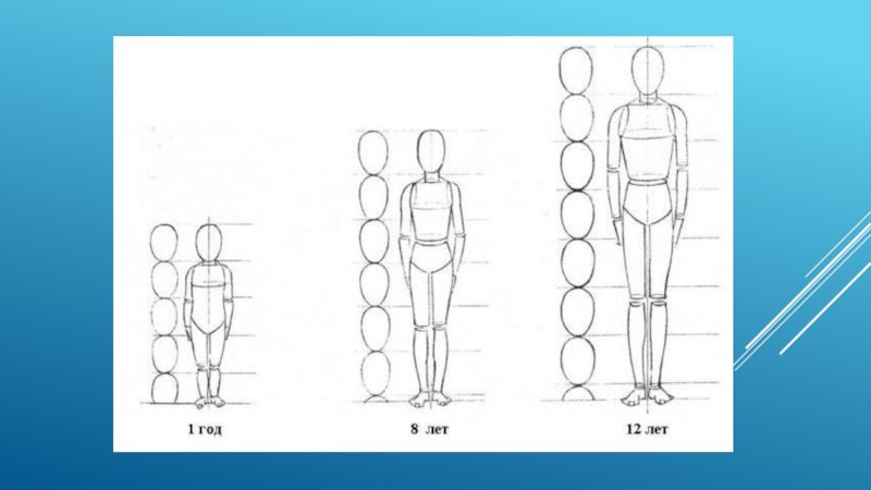 Презентация рисования человека. Как нарисовать тело человека пропорции. Построение человека рисунок пропорции. Пропорции тела человека для рисования. Пропорции человека в полный рост.