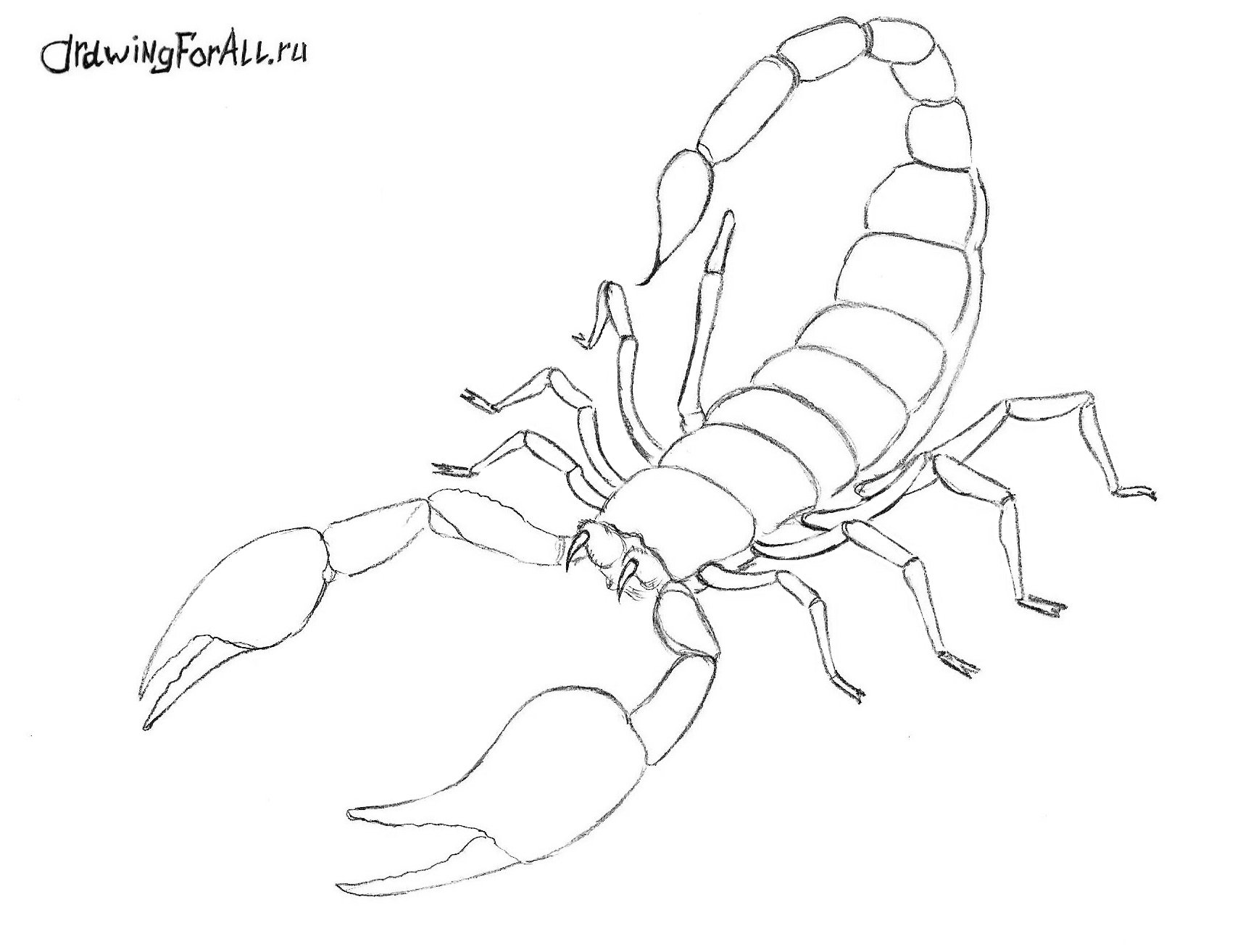 Рисунок скорпиона легкий
