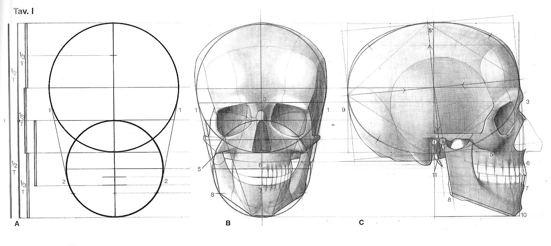 Готфрид Баммес анатомия черепа
