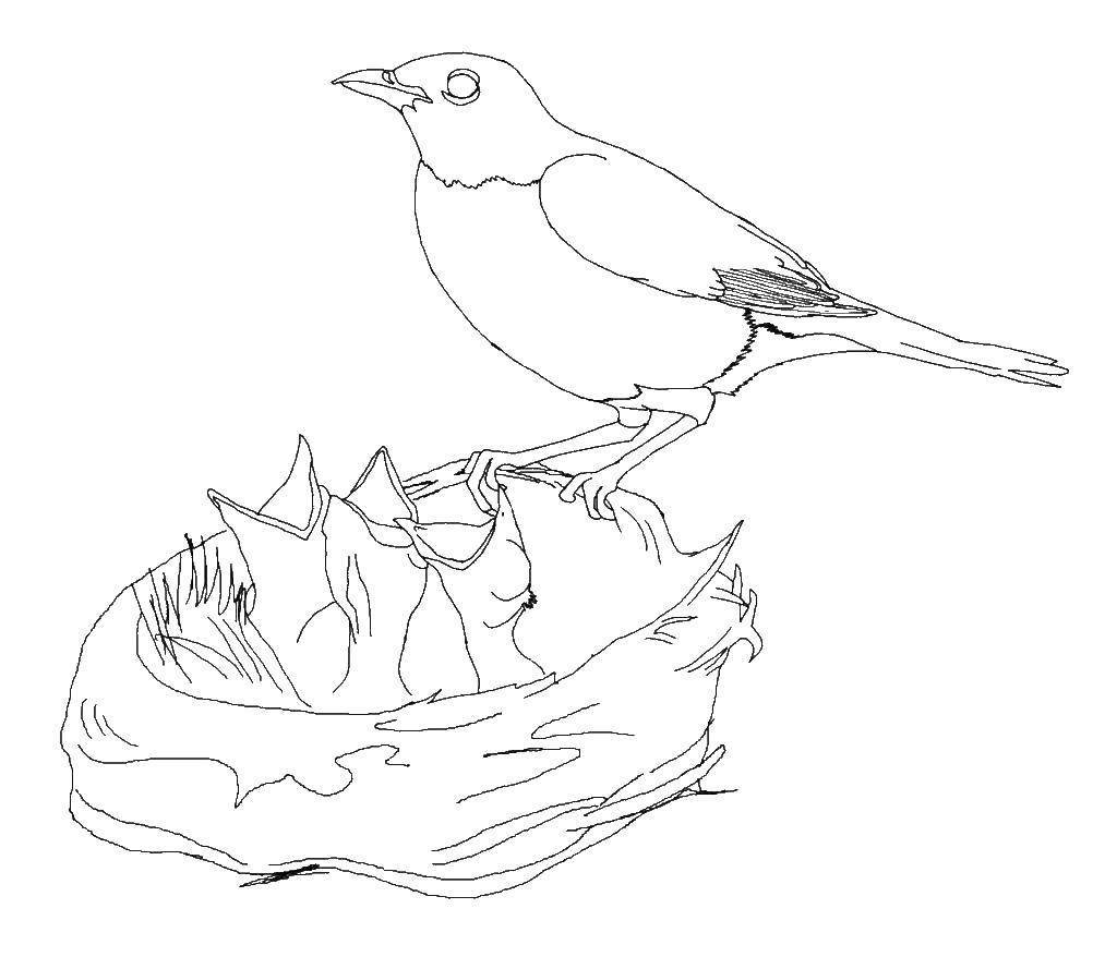 Рисование птицы в гнезде