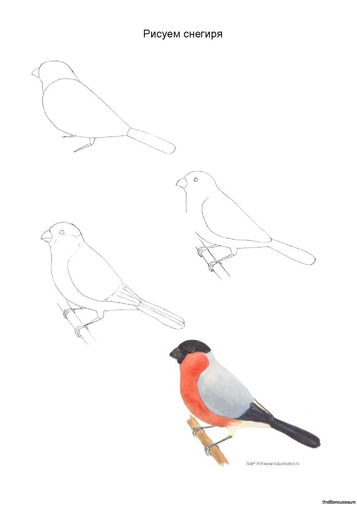 Поэтапное рисование зимующих птиц