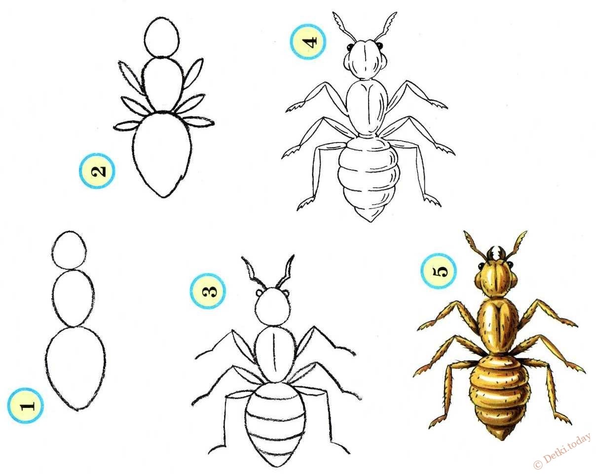 Пошаговое рисование насекомых для детей