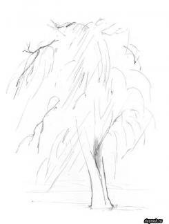 Этапы рисования дерева