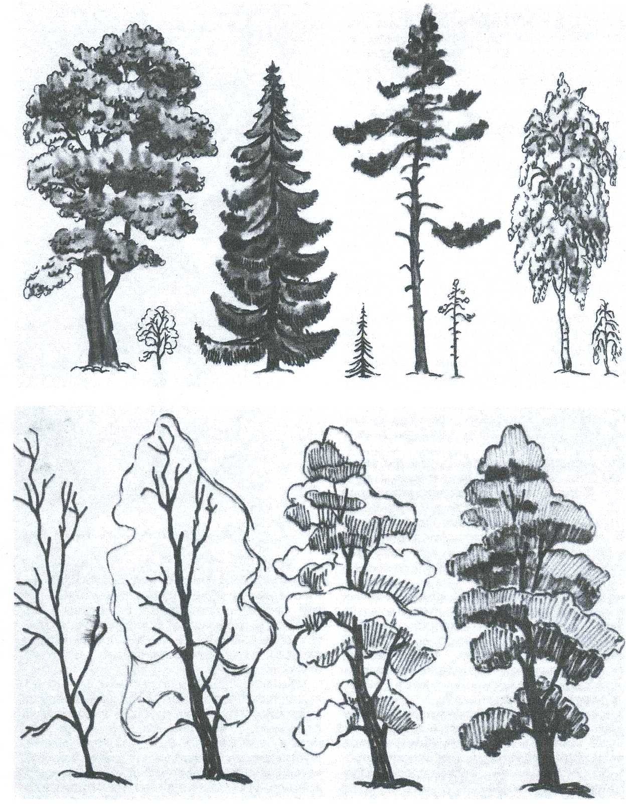Зарисовки деревьев различных пород карандашом