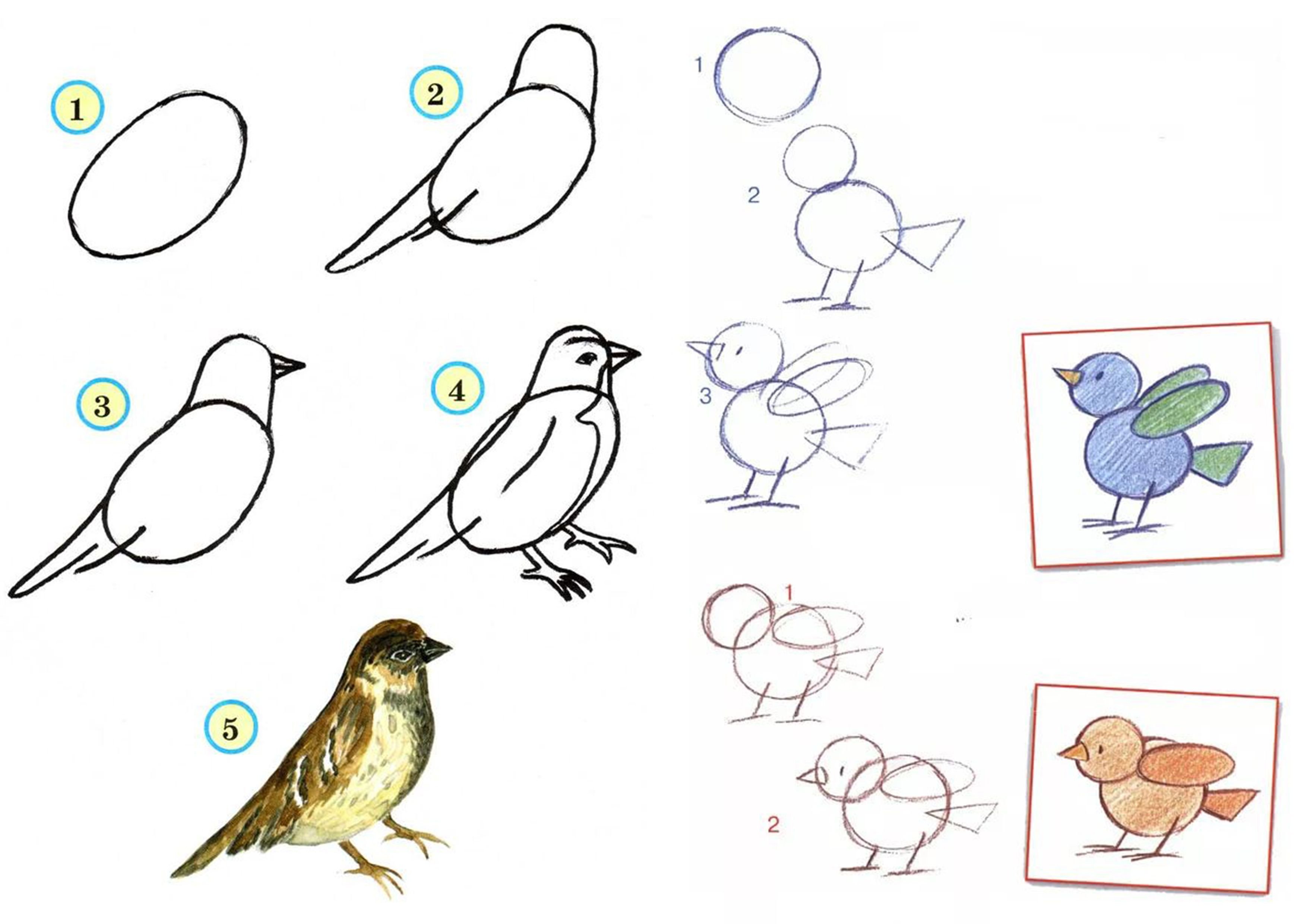 Рисунок птицы 5 класс. Рисование птиц. Рисование птиц для дошкольников. Поэтапное рисование птицы для малышей. Схема рисования птицы в подготовительной группе.