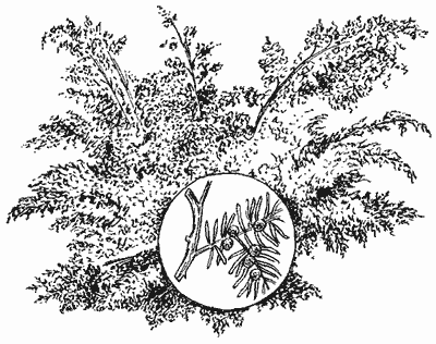 Можжевельник казацкий рисунок кустарник