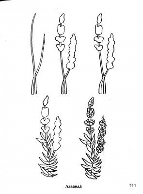 Лаванда карандашом