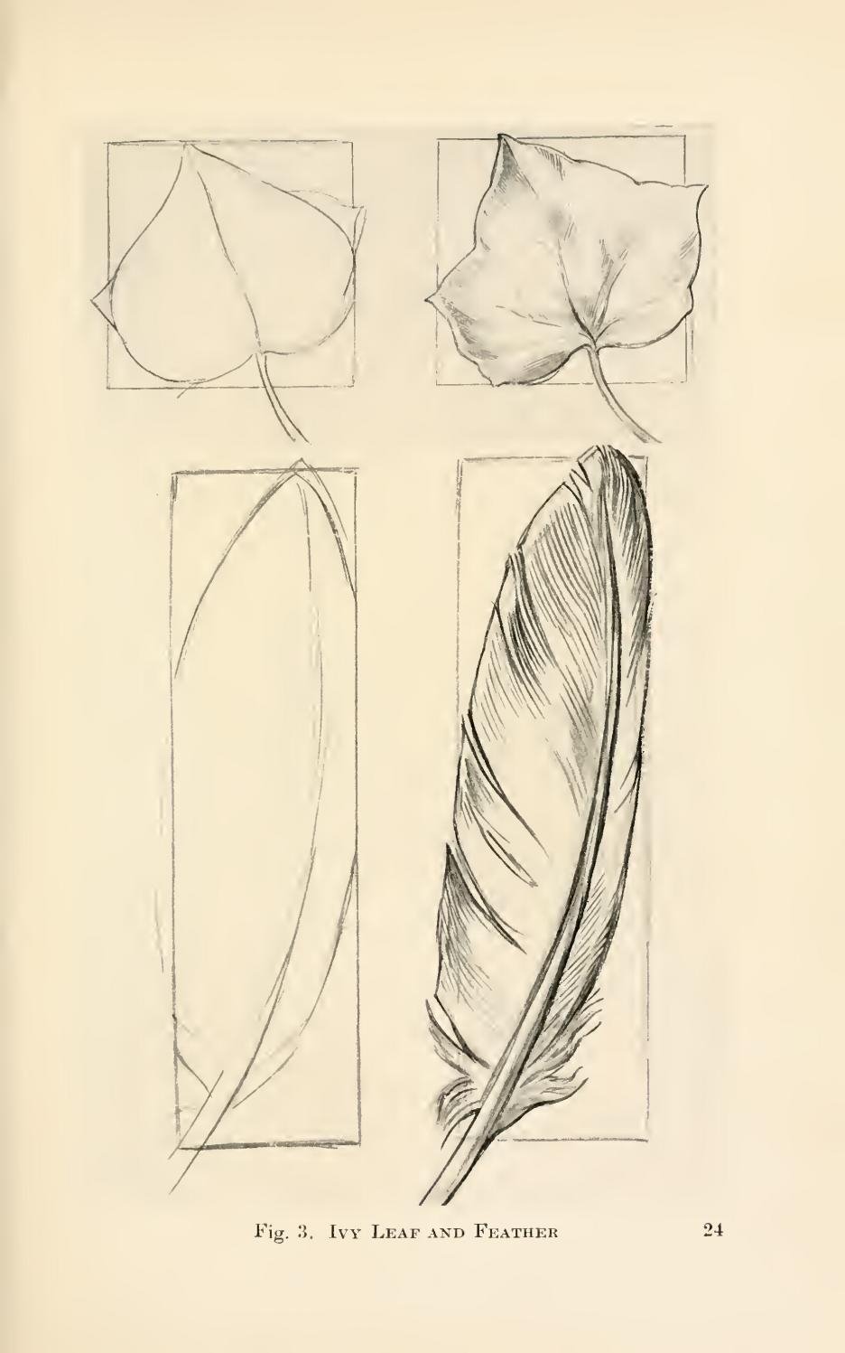 Зарисовки листьев и перьев