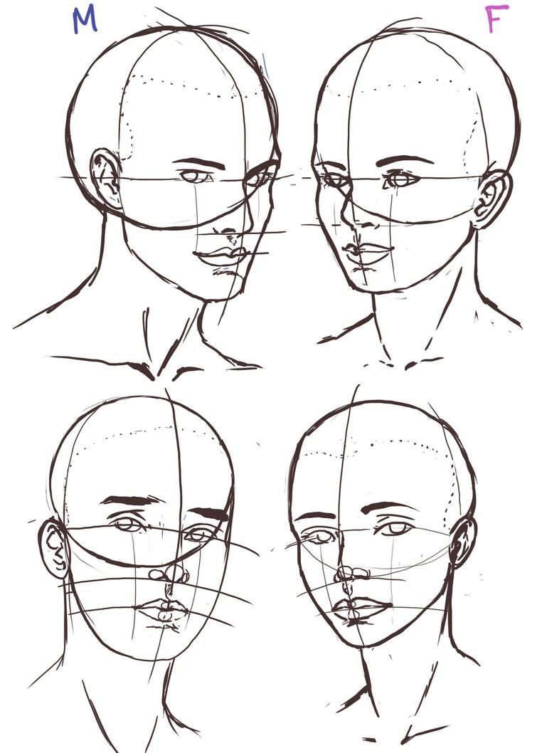 Анатомия лица человека для рисования