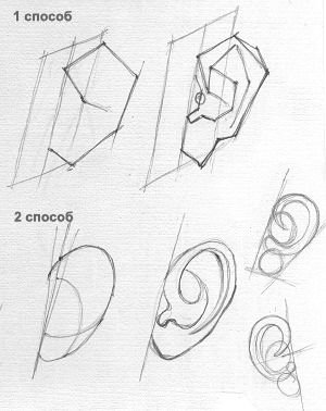 Ухо академическое построение