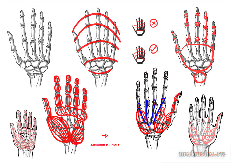 Схема рисования рук. Кисти рук для рисования. Кисть руки рисунок. Построение кисти руки.