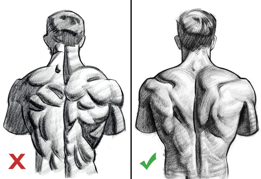Рисунок спины мужчины. Мышцы спины рисование. Что нарисовать на спине. Мышцы спины референс. Мужская спина анатомия.