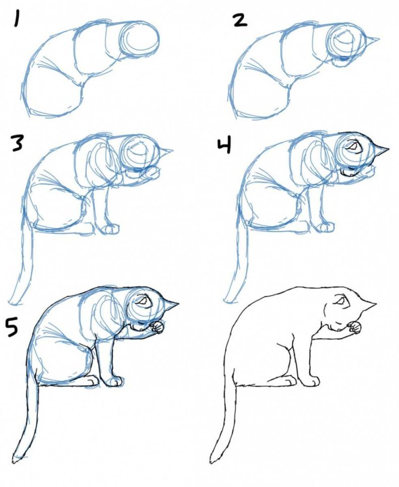 Котики картинки поэтапно