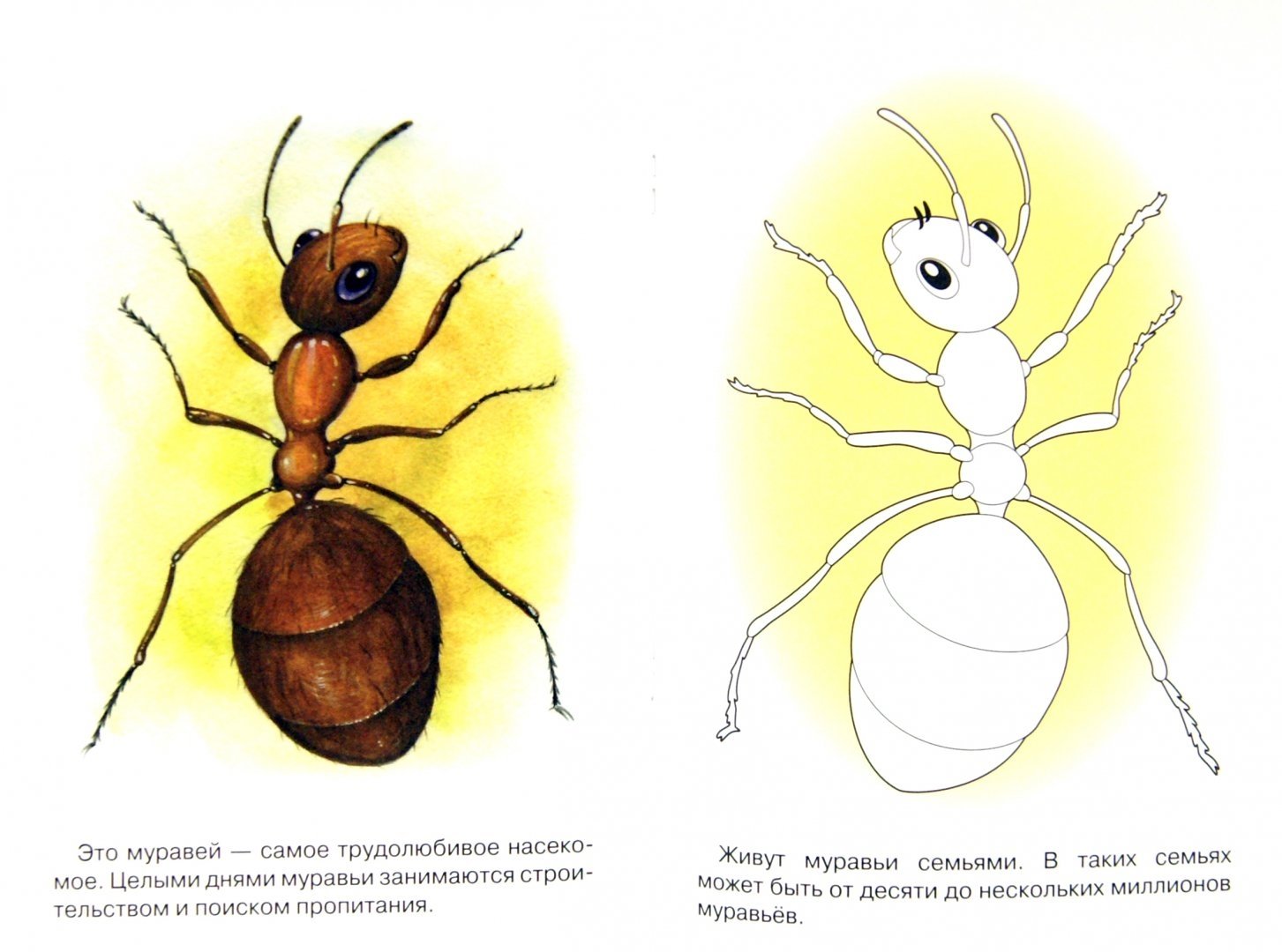 Насекомые Жук муравей задания для дошкольников