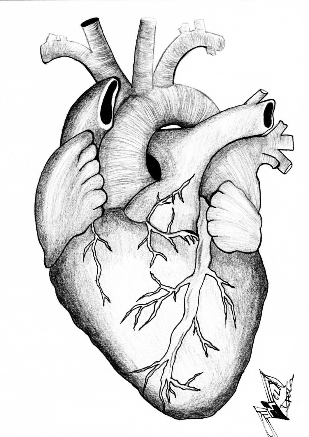 Орган сердце человека рисунок. Сердце карандашом. Сердце эскиз. Рисунки для срисовки сердце.