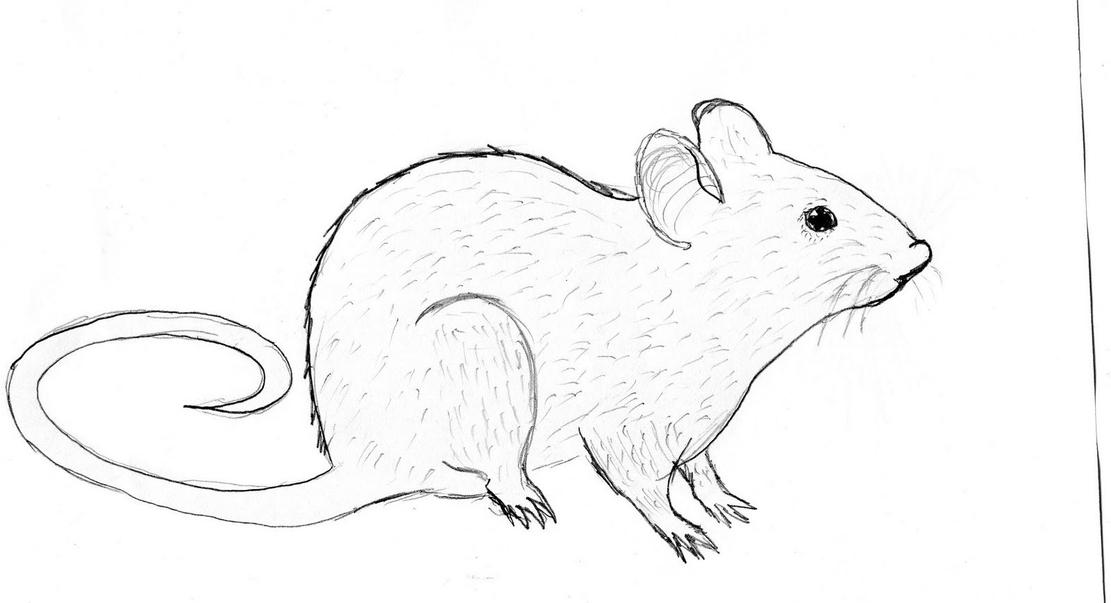 Мышь рисунок для детей карандашом