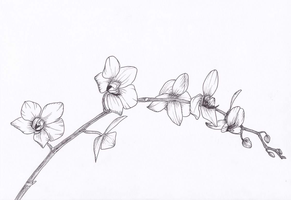 Рисунки карандашом цветы орхидеи